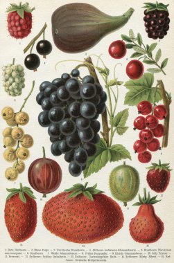 Different varieties of fruit. Publication of the book 