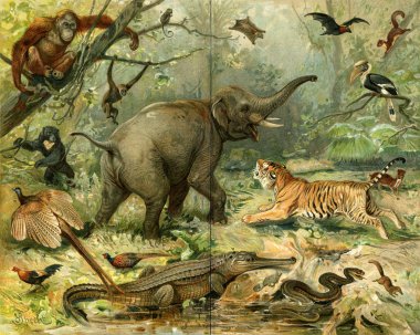 Various wild animals South East Asia. Publication of the book 