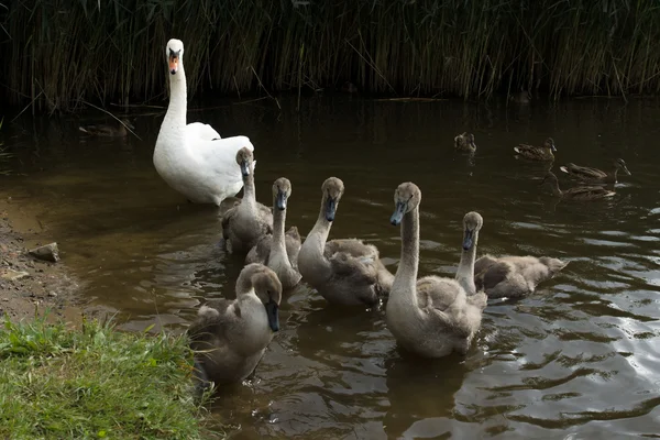 Swan med unga ungar — Stockfoto