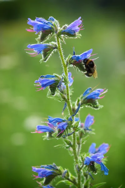 Echium — Fotografia de Stock