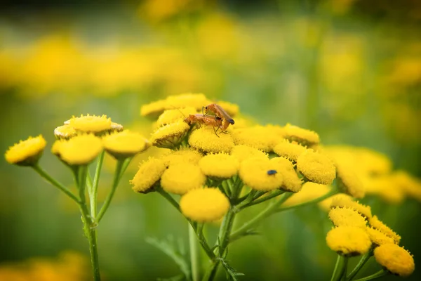 Atanásia (tanacetum vulgare) — Fotografia de Stock