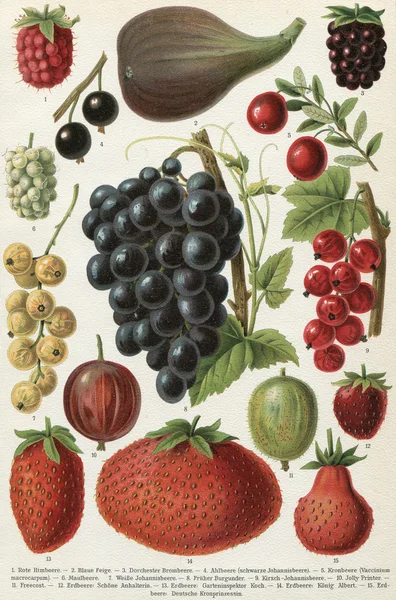Diferentes variedades de frutas. Publicação do livro "Meyers Konversations-Lexikon", Volume 7, Leipzig, Alemanha, 1910 — Fotografia de Stock