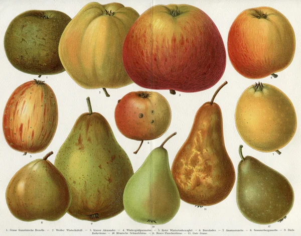 Different varieties of apples and pears. Publication of the book "Meyers Konversations-Lexikon", Volume 7, Leipzig, Germany, 1910 — Stock Photo, Image