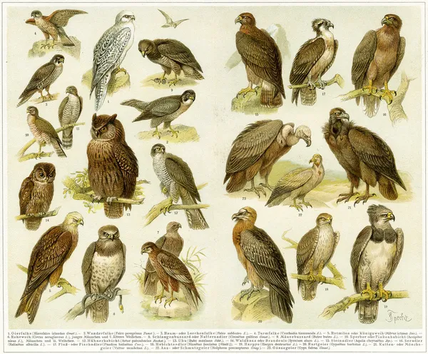 Varias aves rapaces. Publicación del libro "Meyers Konversations-Lexikon", Volumen 7, Leipzig, Alemania, 1910 — Foto de Stock