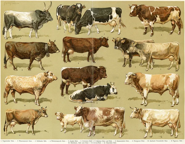 Diferentes razas de vacas. Publicación del libro "Meyers Konversations-Lexikon", Volumen 7, Leipzig, Alemania, 1910 — Foto de Stock