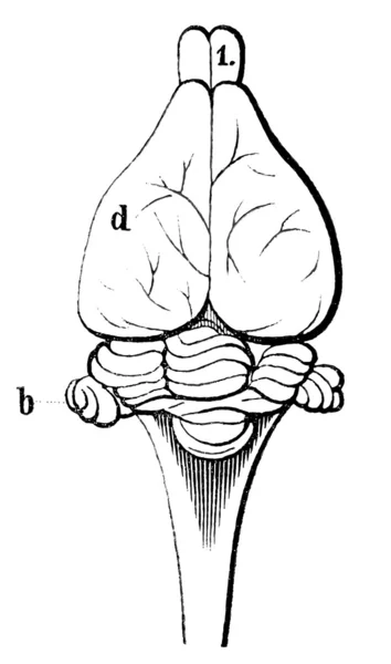 Una vecchia incisione di un cervello di coniglio. Il libro "Natur und Offenbarung" 1861. Volume 7 . — Vettoriale Stock