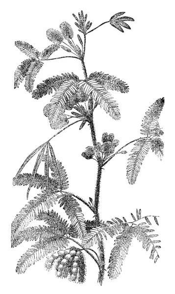 Old engraving plant Parnassia palustris. The book "Natur und Offenbarung" 1861. Volume 7. — Stock Vector