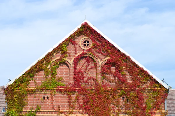 The facade of the house with ivy — Stock Photo, Image