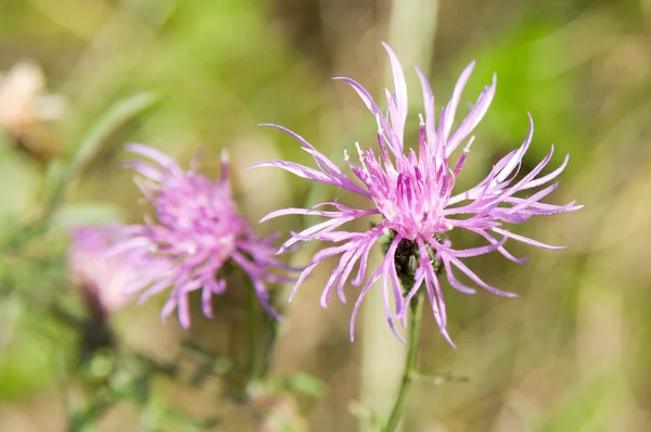 Centaurea jacea fiorita — Foto Stock