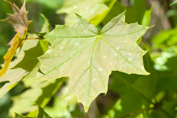 Spring leaf maple. — Stock Photo, Image