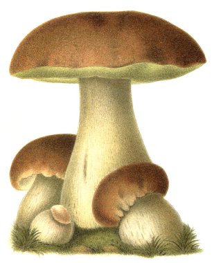 Edible mushroom Boletus edulis. Publication of the book 