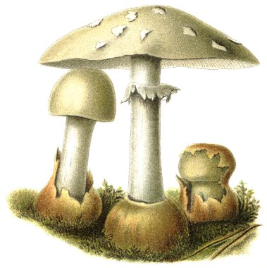 Poisonous and deadly fungus Amanita phalloides. Publication of the book 