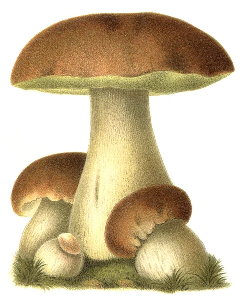 Їстівні гриби гриб. видання книги "Мейерс konversations-lexikon", Том 7, Лейпциг, Німеччина, 1910 — стокове фото