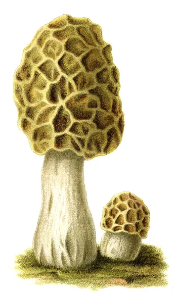 Edible mushroom Morchella. Publication of the book "Meyers Konversations-Lexikon", Volume 7, Leipzig, Germany, 1910 — Stock Photo, Image