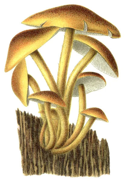 Jedovaté houby hypholoma fasciculare. vydání knihy "meyers konversations-lexikon", svazek 7, Lipsko, Německo, 1910 — Stock fotografie