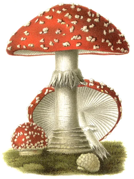 Giftige paddestoel amanita muscaria. publicatie van het boek "meyers konversations-lexikon", volume 7, leipzig, Duitsland, 1910 — Stockfoto