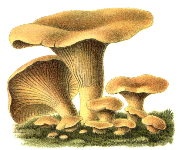 Edible fungus Chanterelle. Publication of the book "Meyers Konversations-Lexikon", Volume 7, Leipzig, Germany, 1910 — Stock Photo, Image