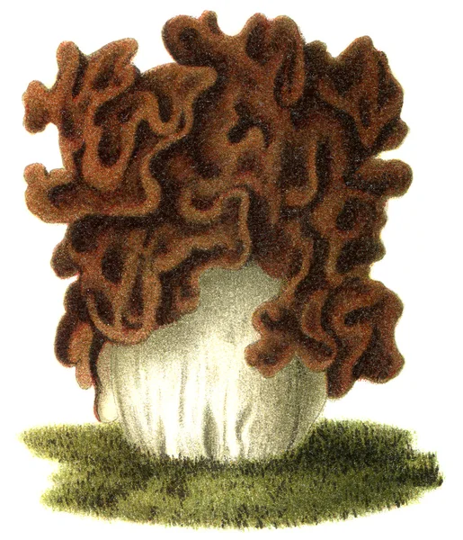 Eetbare schimmel gyromitra esculenta. publicatie van het boek "meyers konversations-lexikon", volume 7, leipzig, Duitsland, 1910 — Stockfoto