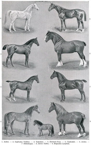 Diferentes razas de caballos. Publicación del libro "Meyers Konversations-Lexikon", Volumen 7, Leipzig, Alemania, 1910 — Foto de Stock