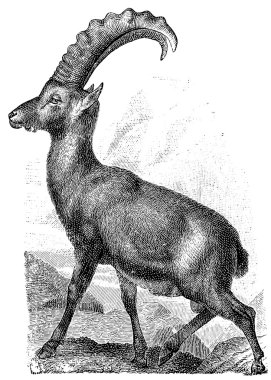 Alpine ibex, (Capra ibex). clipart