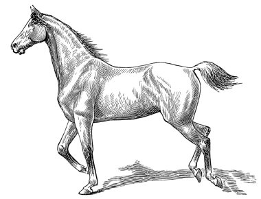 The style walk a horse. Gallop (right) clipart