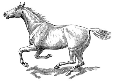 The style walk a horse. Full gallop clipart