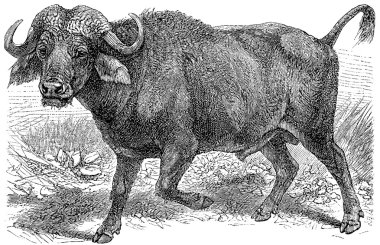 African buffalo (Syncerus caffer). clipart