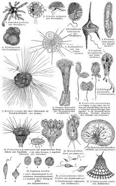 Protozoa (Unicellular eukaryotic organisms). Publication of the book 