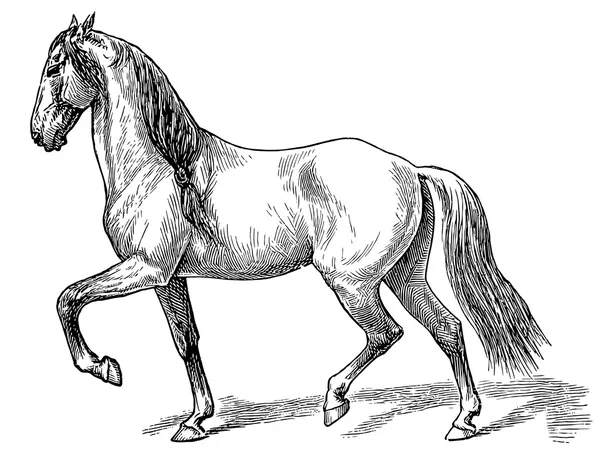 Der Stil zu Fuß ein Pferd. Verwirrung — Stockvektor