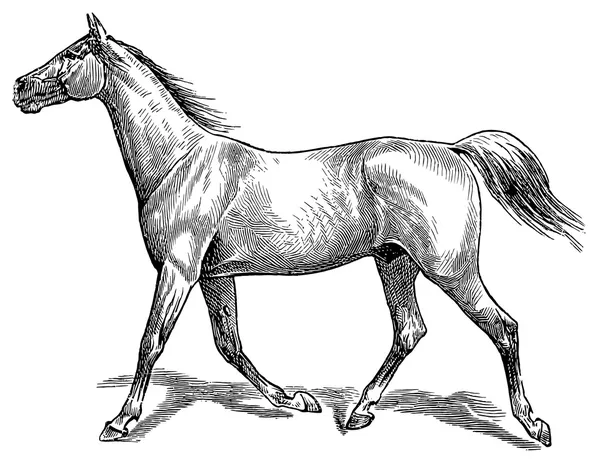 Stil promenad en häst. Trav (häst gait) — Stock vektor