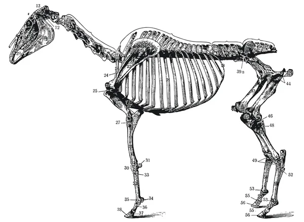 一匹马的骨骼 — 图库矢量图片