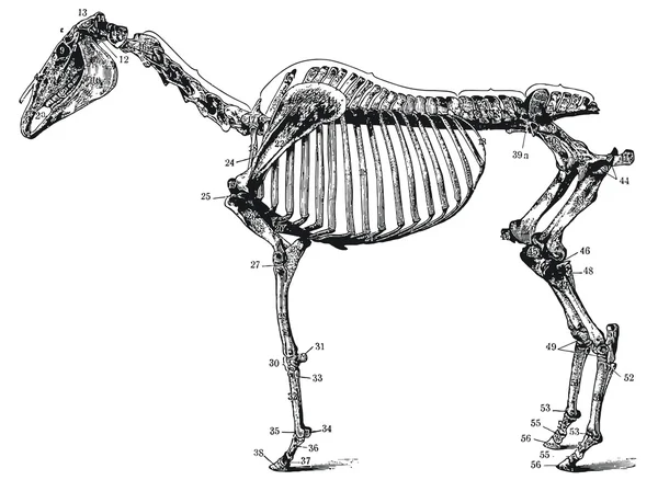 Equinos Cabeça Frontal - Esboço, Crânio e Contorno - Anatomia de Animais ( Cavalo) 