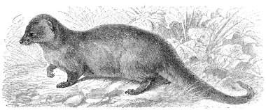 Depicted Egyptian Mongoose (Herpestes ichneumon). Publication of the book 