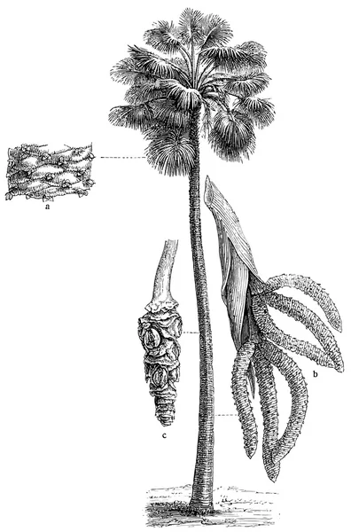 Palm borassus flabellifer. vydání knihy "meyers konversations-lexikon", svazek 7, Lipsko, Německo, 1910 — Stockový vektor