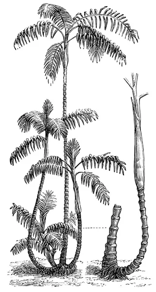 Palm chamaedorea elatior. publicatie van het boek "meyers konversations-lexikon", volume 7, leipzig, Duitsland, 1910 — Stockvector