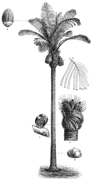 Palm arenga pinnata (arenga saccharifera). kiadása a könyv "meyers konversations-lexikon", kötet 7, Lipcse, Németország, 1910 — Stock Vector