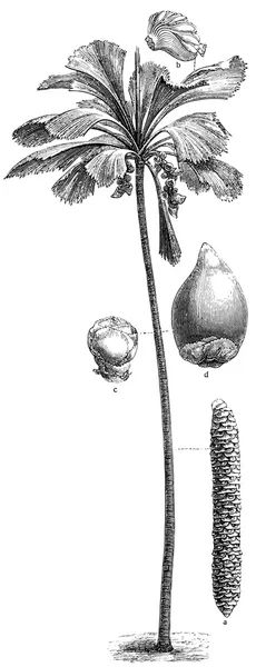 Palm Coco de Mer (Lodoicea sechellarum). Pubblicazione del libro "Meyers Konversations-Lexikon", Volume 7, Lipsia, Germania, 1910 — Vettoriale Stock