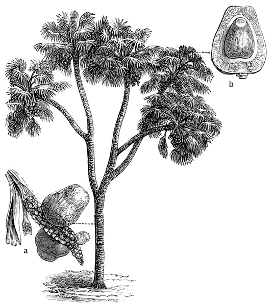 Palm hyphaene thebaica. publicatie van het boek "meyers konversations-lexikon", volume 7, leipzig, Duitsland, 1910 — Stockvector