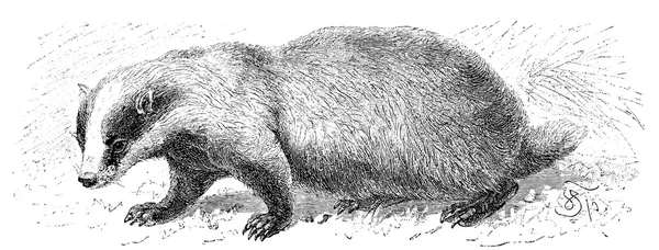 Shows the badger (Meles taxus). Publication of the book "Meyers Konversations-Lexikon", Volume 7, Leipzig, Germany, 1910 — Stock Vector