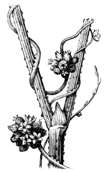 Dodder europeo (Cuscuta europaea) sul gambo Humulus. Pubblicazione del libro "Meyers Konversations-Lexikon", Volume 7, Lipsia, Germania, 1910 — Vettoriale Stock
