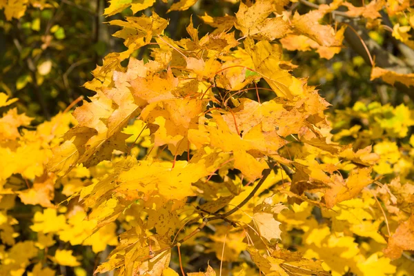 Background of autumn maple leaves — Stock Photo, Image