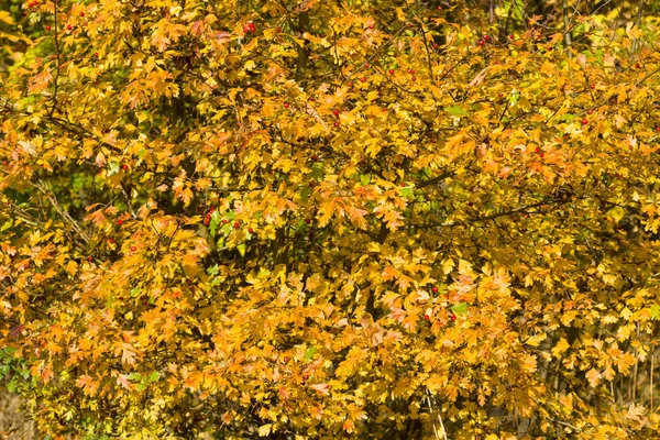 Sfondo di foglie di autunno Biancospino — Foto Stock
