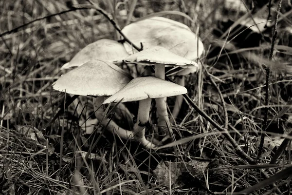 Гриб Hypholoma fasciculare. Черное и белое. Тонирование . — стоковое фото