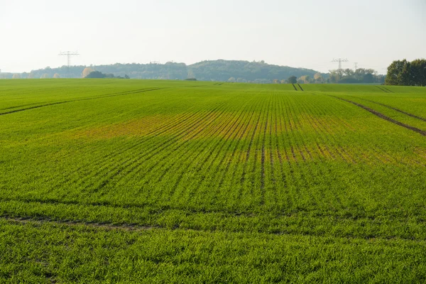 Wintergetreidefeld. Herbst — Stockfoto