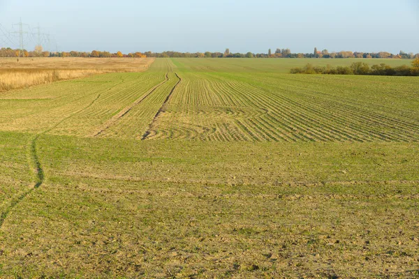 Wintergetreidefeld. Herbst. — Stockfoto