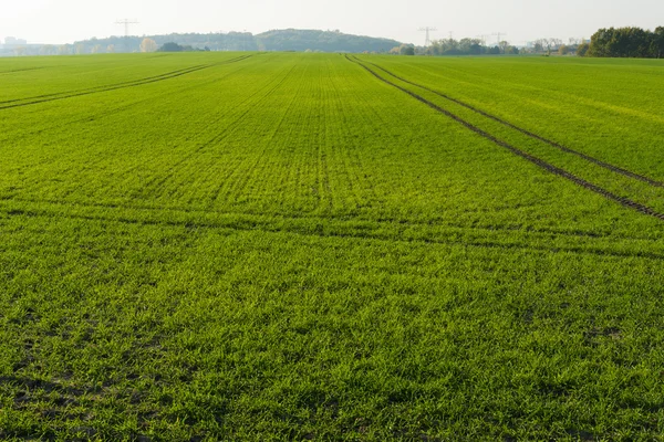 Winter crops field. Autumn Royalty Free Stock Photos