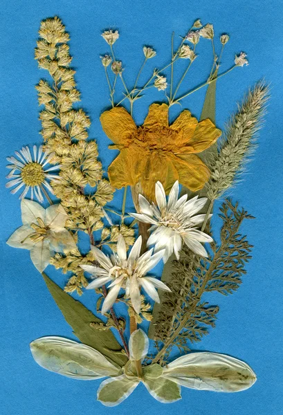 Herbarium — Stock Photo, Image