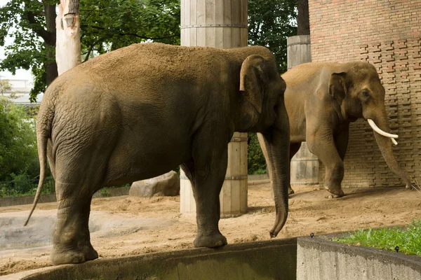 Los elefantes en el zoológico —  Fotos de Stock