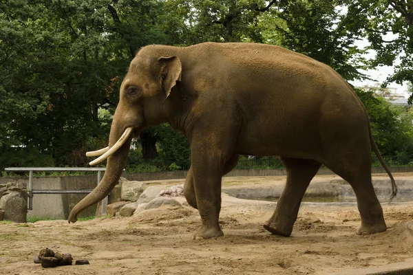 Un elefante en el zoológico —  Fotos de Stock