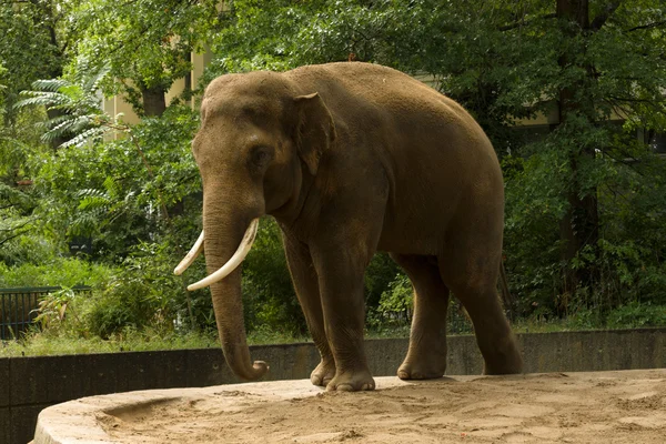 En elefant på zoo — Stockfoto